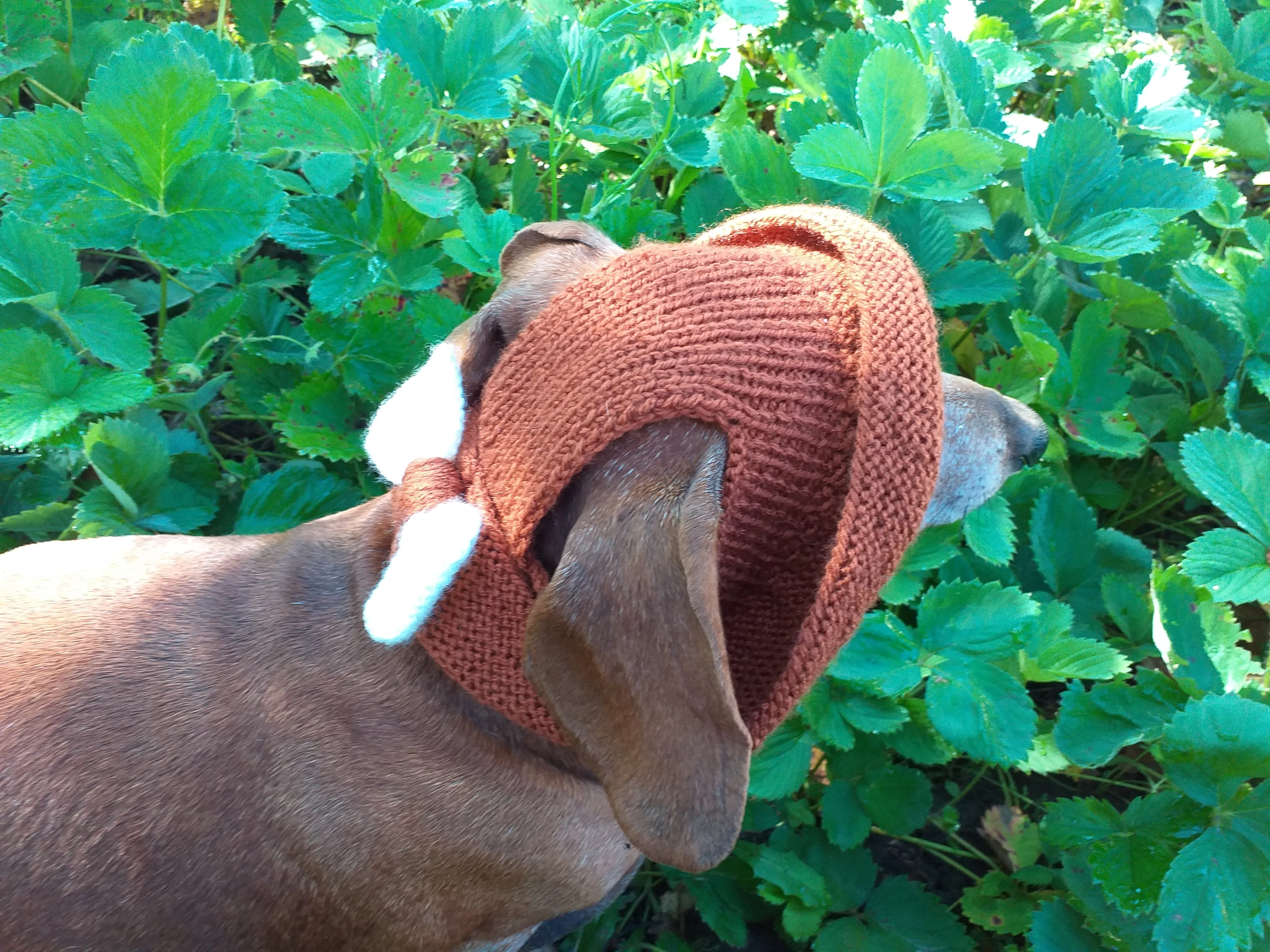 Pet clothes summer hat, panama for dachshund