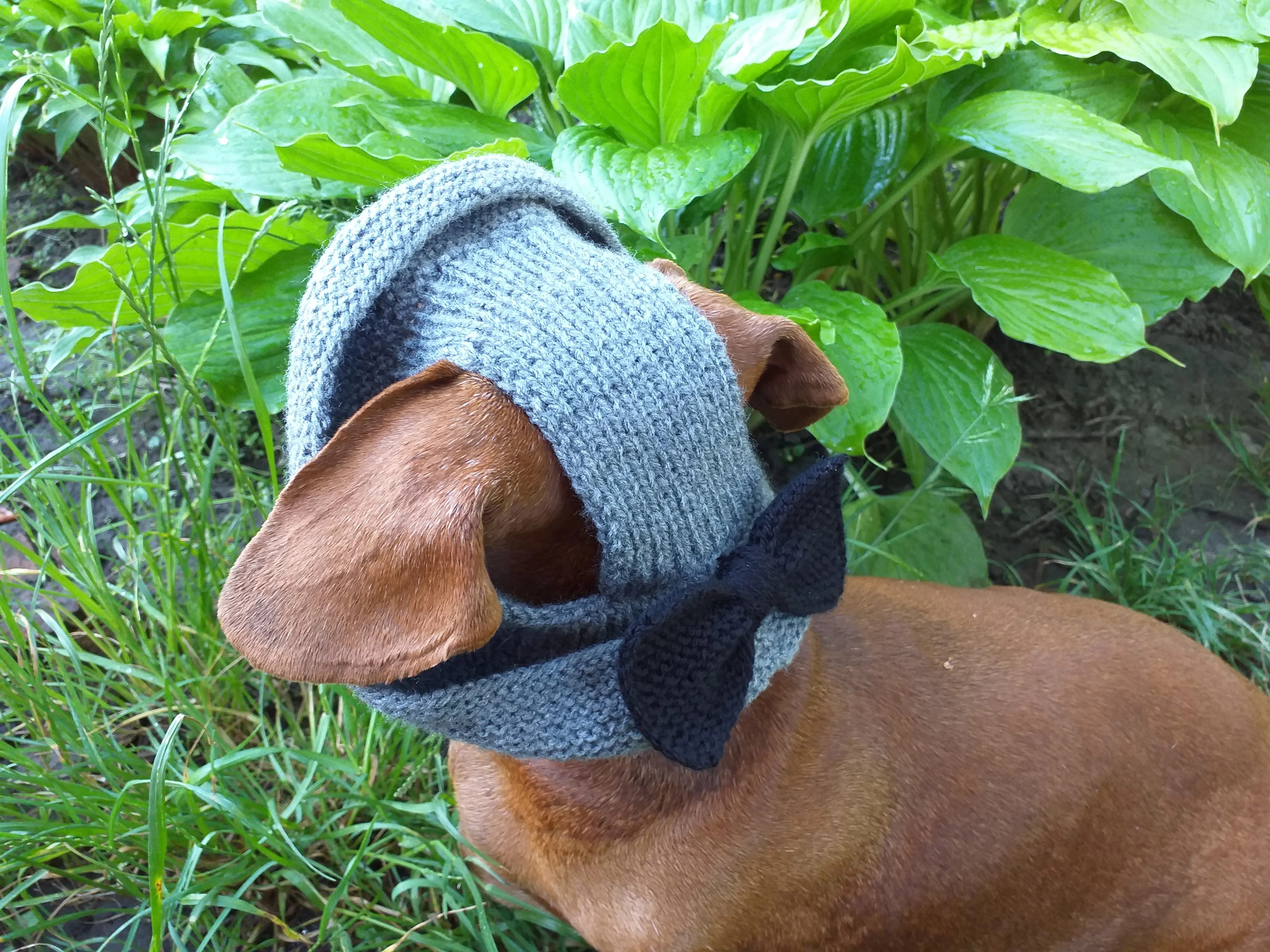 Summer hat Panama for the dog gray with black bow, summer clothes for pets