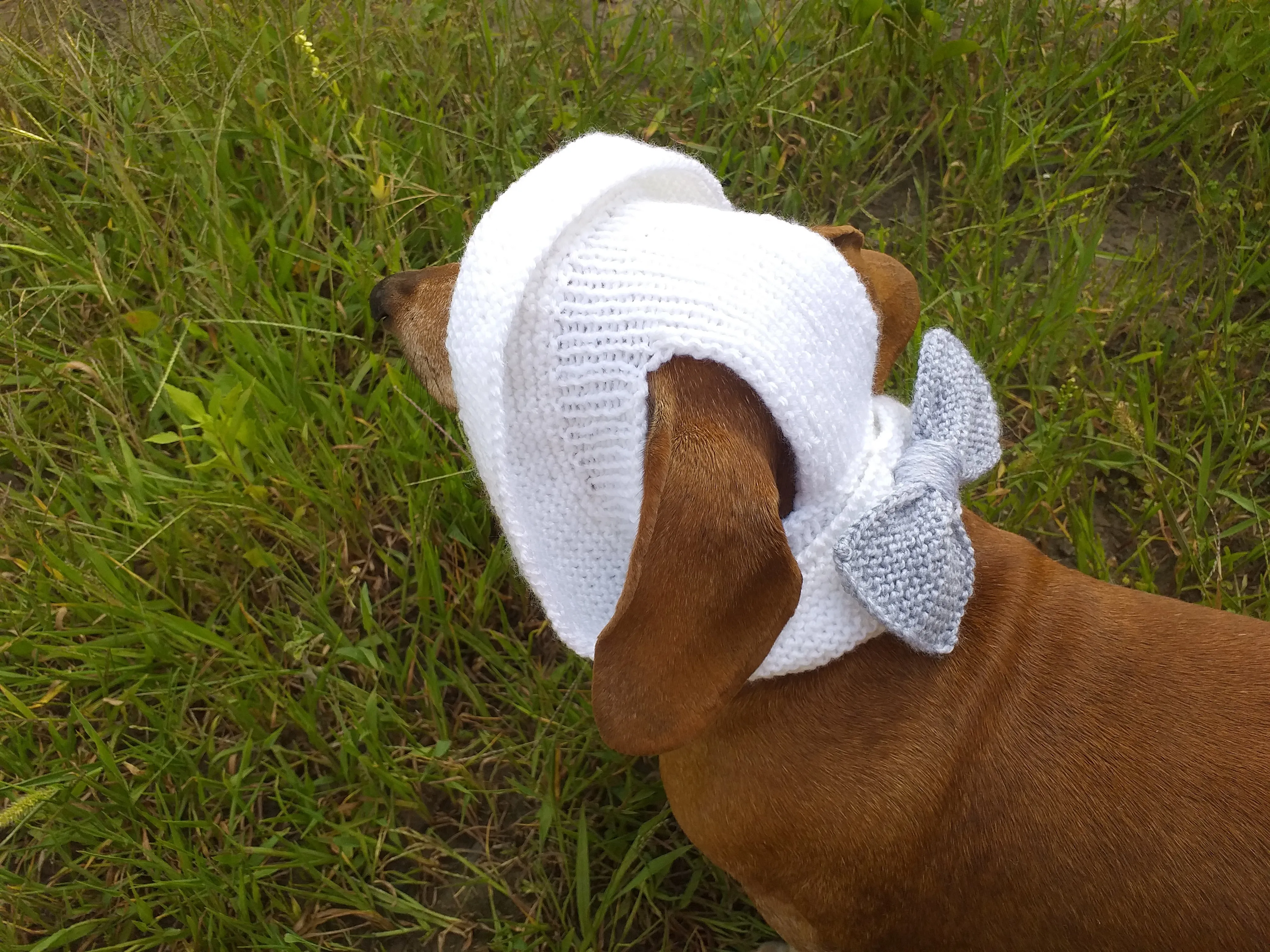 Summer knitted hat for dogs, panama for dogs,  hat for dog