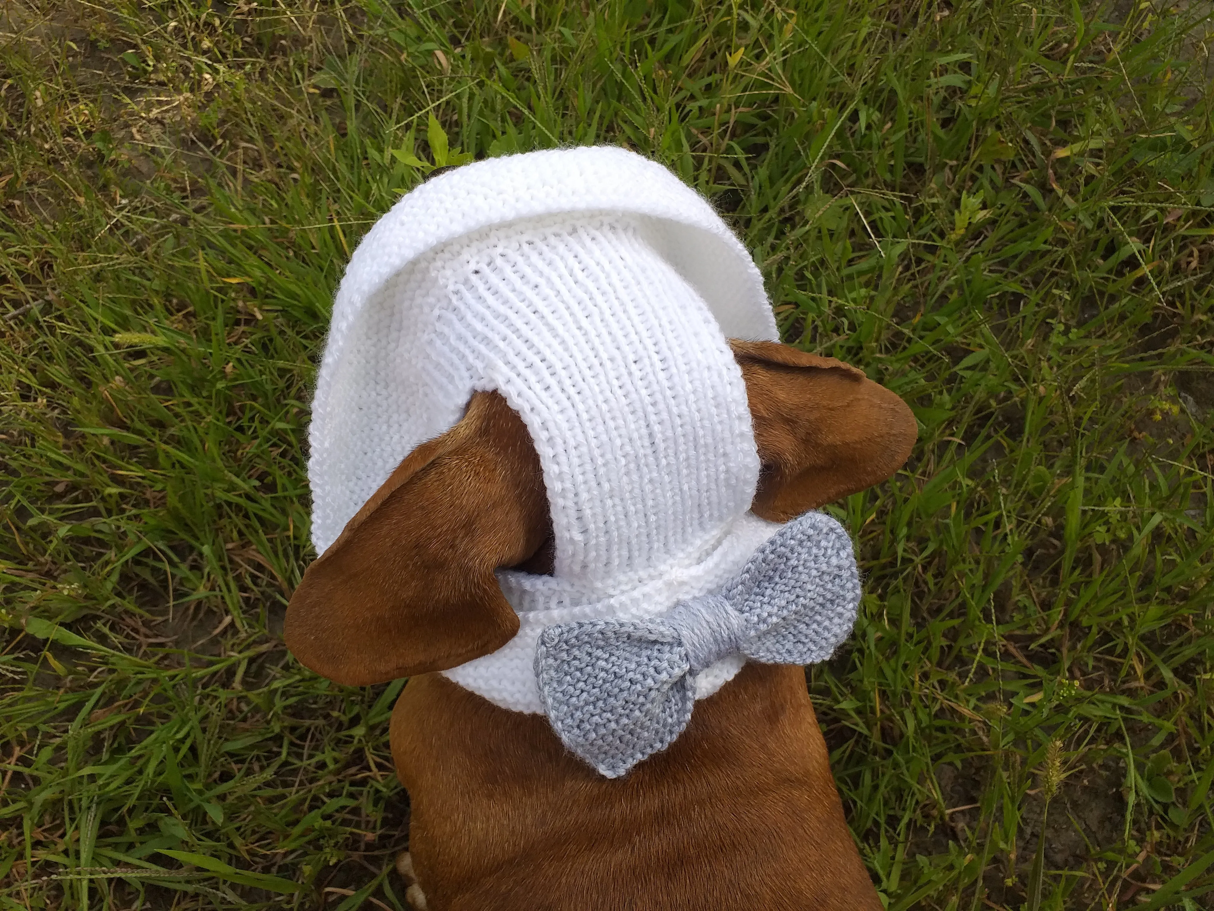 Summer knitted hat for dogs, panama for dogs,  hat for dog