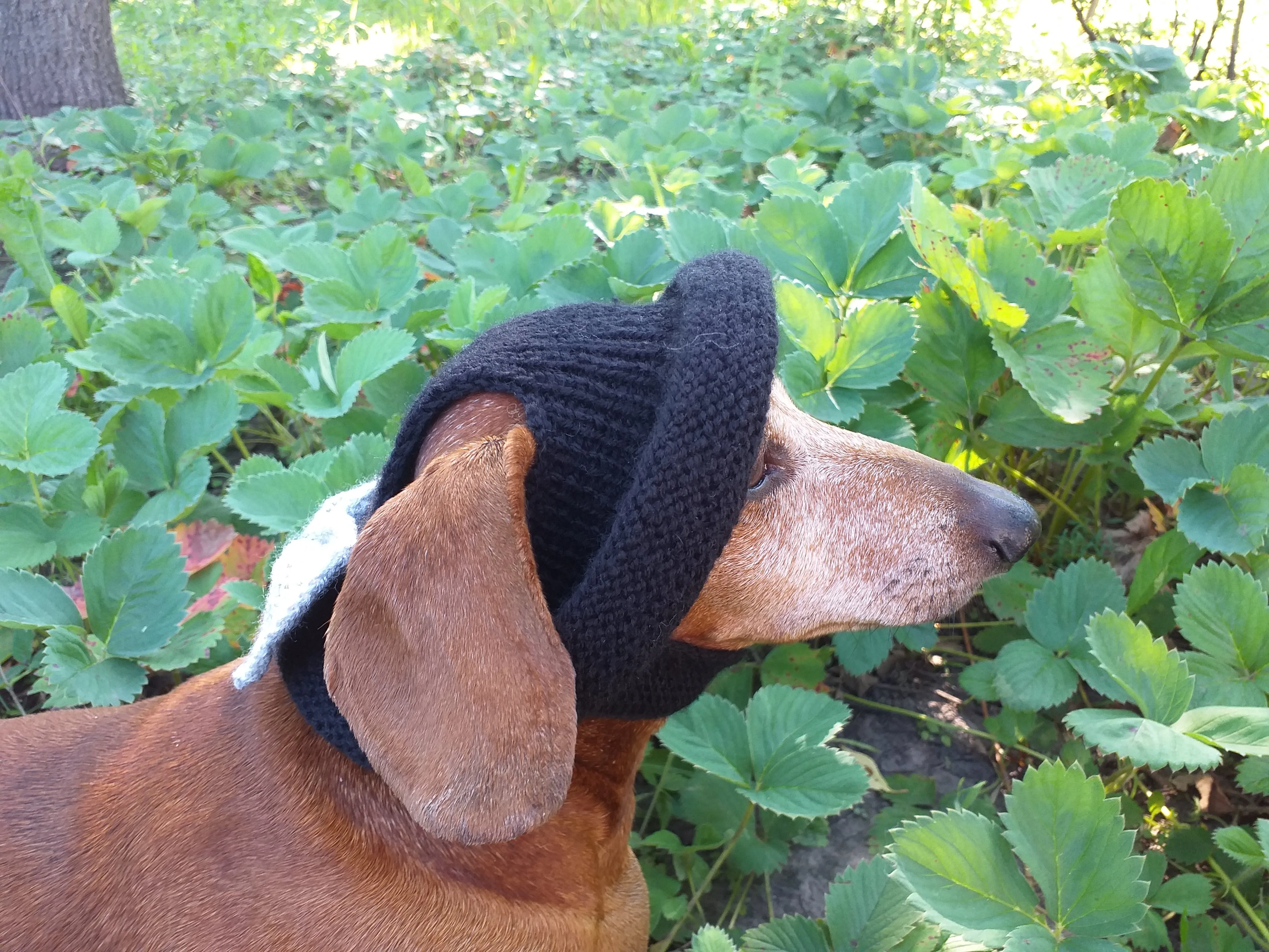 Summer knitted Panama for a dog black with a gray bow, panama for dachshund